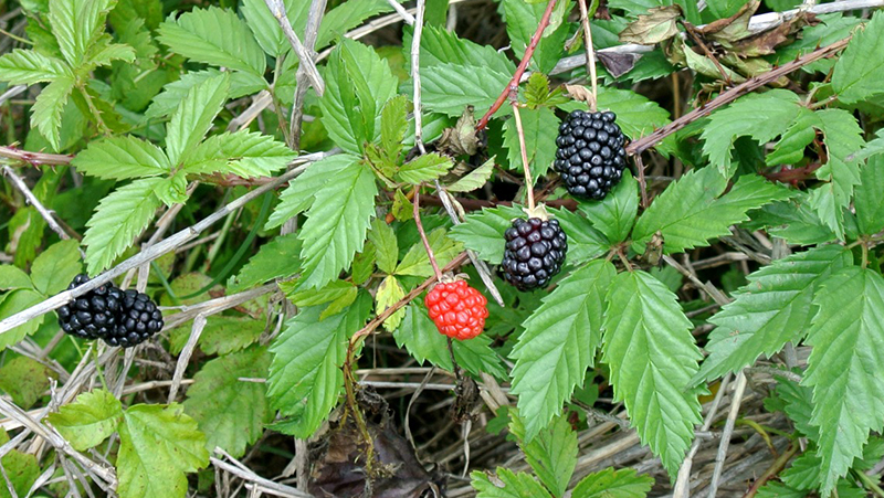 Illustration for article titled The Tastiest Berries That Grow Wild In North America